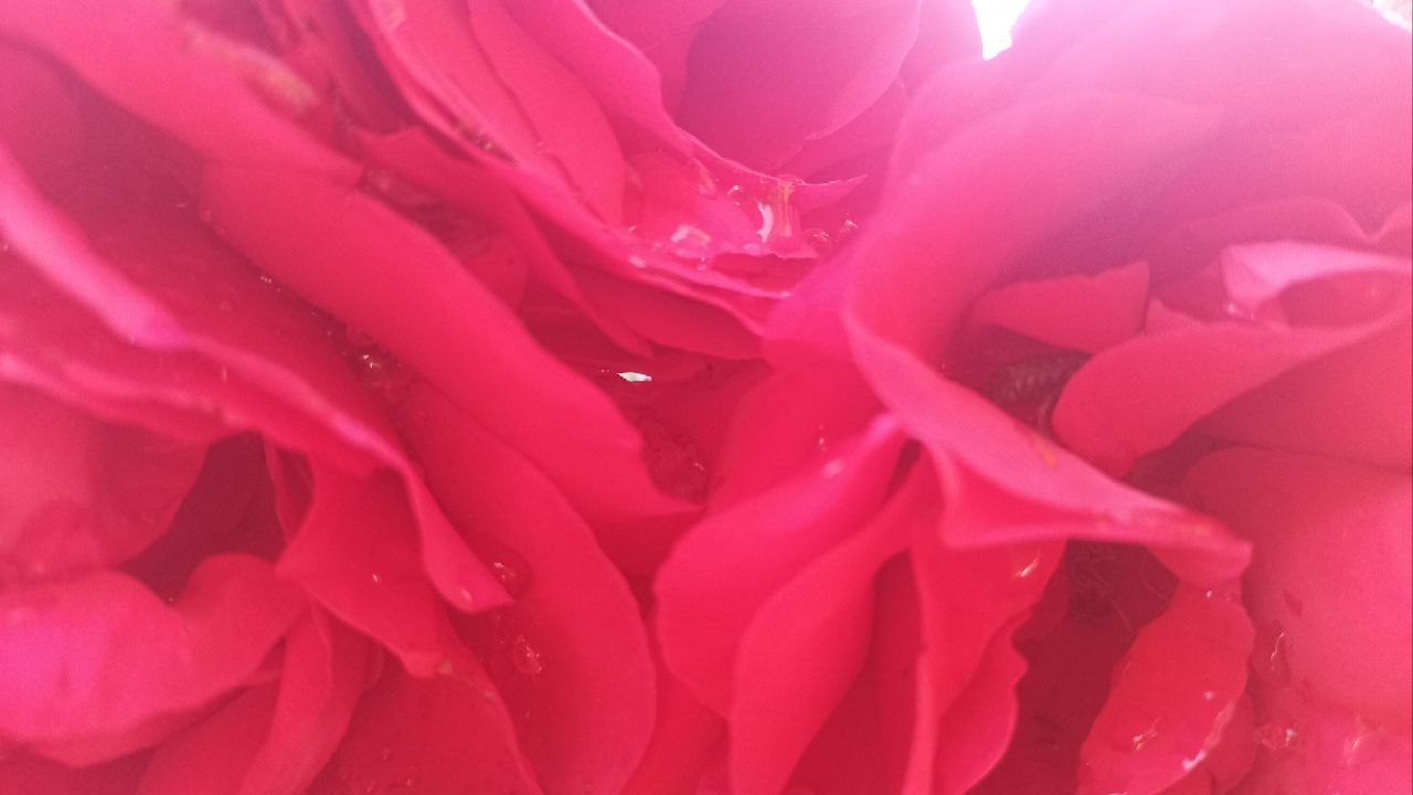 Nido de Amor