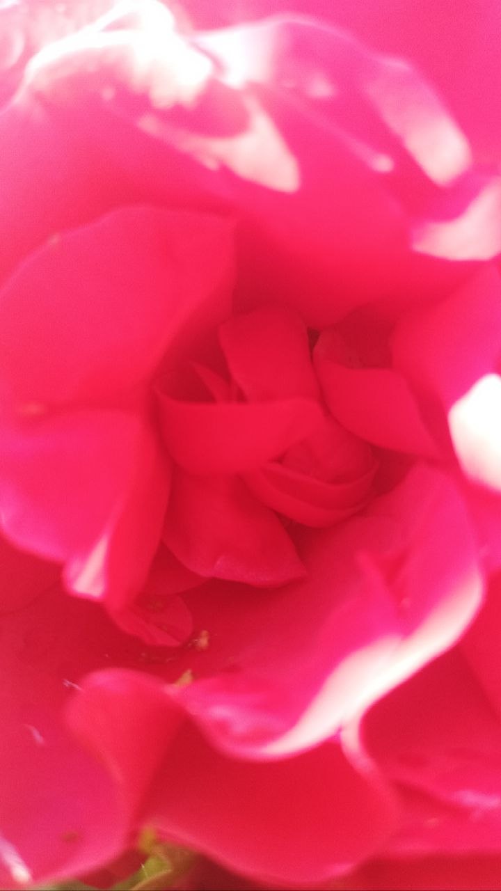 The roses — never a drop of poison here