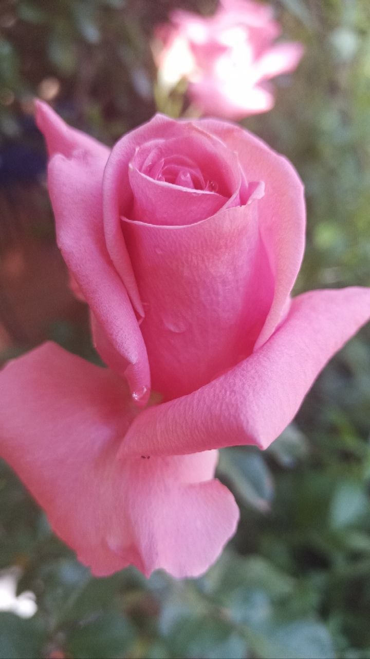 Nido de Amor